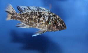 Labeotropheus fuelleborni 'Maingano Island'